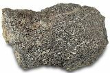 Dinosaur (Triceratops) Bone Section - Montana #312319-1
